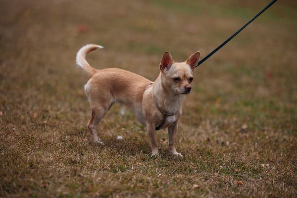 How can you create a classic Lancashire hotpot?